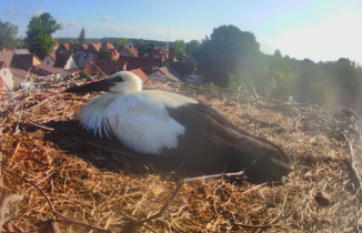 Slika pregleda web-kamere storks Świętajno